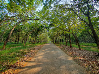 Autumn Forest of rubber plantation. Beautiful view for natural background or wallpaper. 