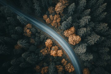Curving road through autumn forest in warm sunlight