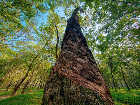 Autumn Forest of rubber plantation. Beautiful view for natural background or wallpaper. 