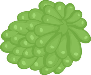 Soursop Fruit Illustration