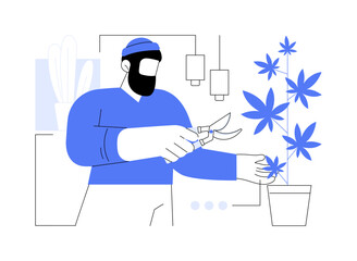 Harvesting home-grown cannabis isolated cartoon vector illustrations.
