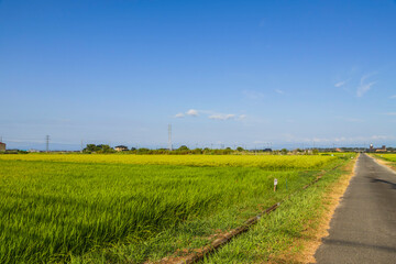 green paddy rice field with rural