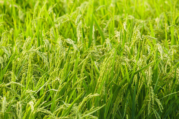 Closeup of paddy rice on Plants