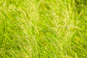 Closeup of paddy rice on Plants