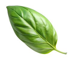 Obraz premium Basil leaves isolated on transparent background png