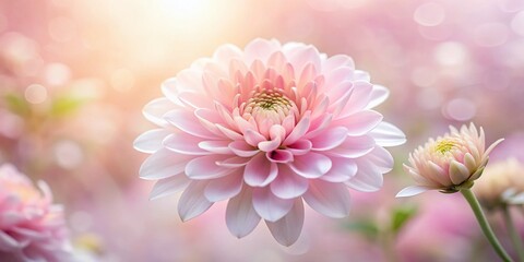 Delicate petals in a soft, pastel hue adorn a charming baby pink flower, exuding tenderness and elegance with its subtle fragrance and gentle beauty.