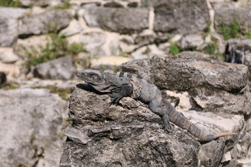 iguana at elrey ruins cancun, mexico, quintana roo