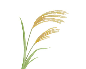 ススキのシンプルな水彩イラスト