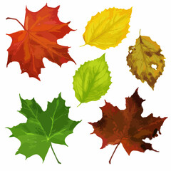 Various leaves displaying autumn colors on a white background
