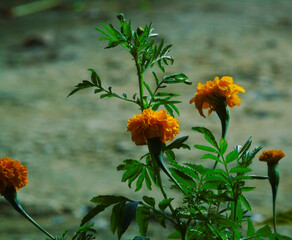 Hermosa fotograf&iacute;a bot&aacute;nica, flor de naranja, papel tapiz natural
