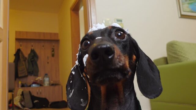 A charming little dachshund with big, plaintive eyes and white foam on its head looks at its owner and barks.