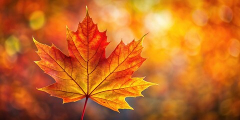 Obraz premium Vibrant autumn maple leaf in vivid red, orange, and yellow hues, autumn, fall, maple leaf, vibrant, colorful, nature, foliage