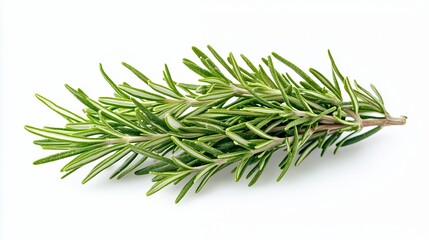 Fototapeta premium A sprig of fresh rosemary with green leaves isolated on a white background.
