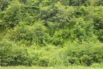Obraz premium green forest background