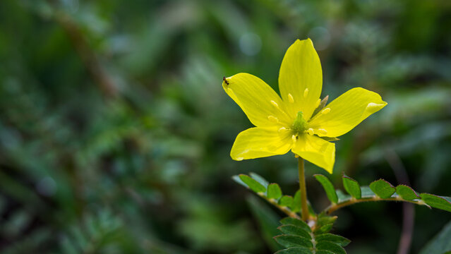 Close-up yellow flowers of Tribulus terrestris on green blurred background.