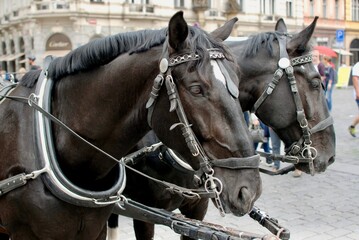 Horses resting in the streets