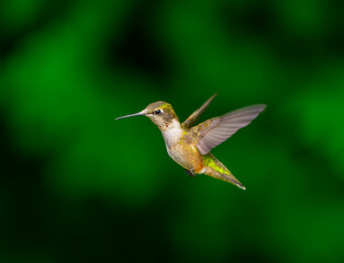 close up on flying ruby throated hummingbird
