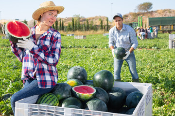 Fototapeta premium Portrait of caucasian woman plantation worker holding half of ripe watermelon on fruit farm during sunny day.