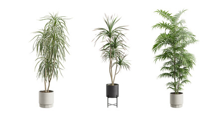 Obraz premium Tall Potted Plants on Transparent Background