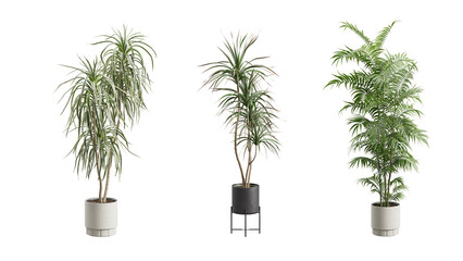 Obraz premium Tall Potted Plants on Transparent Background