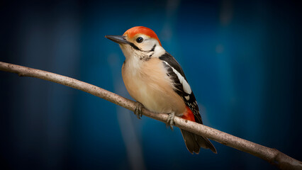 Blonde-capped Woodpecker Perched on a Branch and Blue Background, Wallpaper, Cover and Screen for Smartphone, Cell Phone, Computer, Laptop
