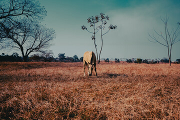 Naklejka premium horse