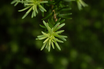 Multiple Shades Of Green Transistion Across A Pine Branch