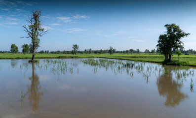 Obraz premium Rice field showing dramatic weather conditions and cloud formations during tropical rainy season.
