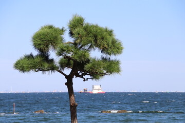 東京湾。あ尻水海岸に立つ松。