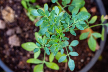 Plantação de Arruda (Ruta graveolens) é uma planta da família das Rutáceas.	