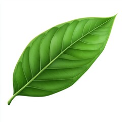 Obraz premium vector graphic of a camphor leaf