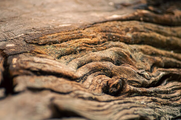 wooden background root of a tree with deep texture, selective focus
