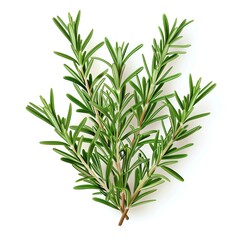 A sprig of rosemary, herb element, photorealistic, dark green, isolated on white background