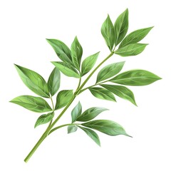 A sprig of lovage, herb element, photorealistic, dark green, isolated on white background