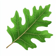 Fototapeta premium vector graphic of a oak leaf