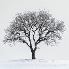 Fototapeta premium Ultra-High-Resolution 8K Studio Photograph of a Leafless Goji Tree Against a Pure White Background Captured with Nikon 
