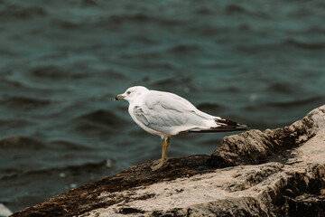 seagull on the beach