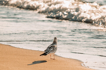 seagull on the beach