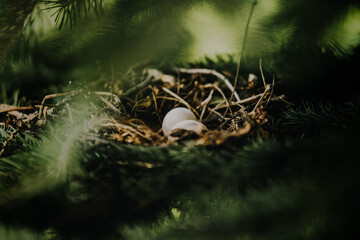 Eggs in the forest