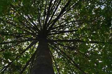 Looking up a tall tree trunk, its dense green canopy and radially spreading branches form an abstract pattern against the sky