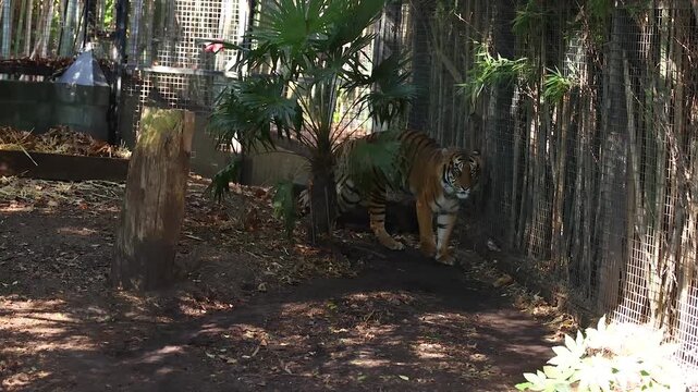 Tiger Walking in Zoo Enclosure