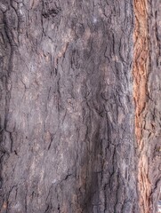 A detailed view of rough, dark tree bark, showing deep furrows and cracks, with subtle reddish tones, highlighting natural texture