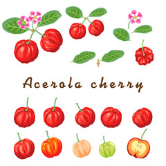 acerola chery vector element set. For design about skincare , vitamin, health and on