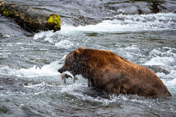 brown bears in the water