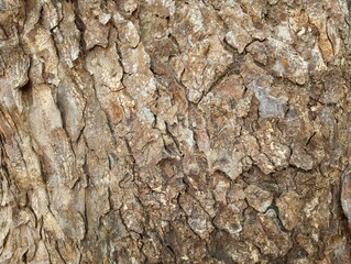 A close-up photo of textured tree bark with a rich, brown color and intricate patterns of fissures and ridges