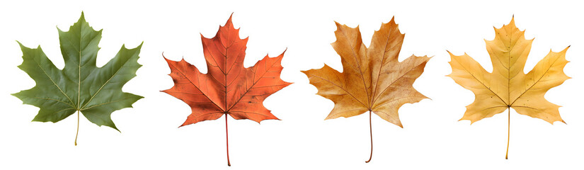 maple leaf, autumn leaves isolated on a transparent PNG background, white background , cut out, clipping path, Generative Ai