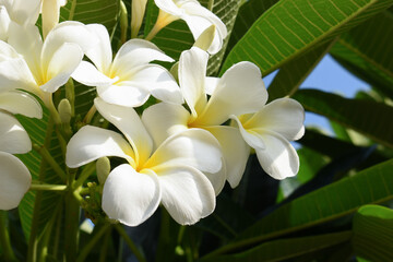 beautiful white frangipani flower blooming in springtime, natural background © sutichak