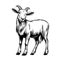 black and white animal vector  types of animals  about animals