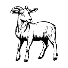 black and white animal vector  types of animals  about animals