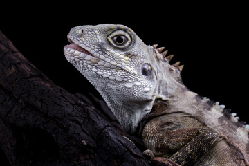 Close-up of a hypsilurus magnus forest dragon lizard, sitting on a branch in the dark